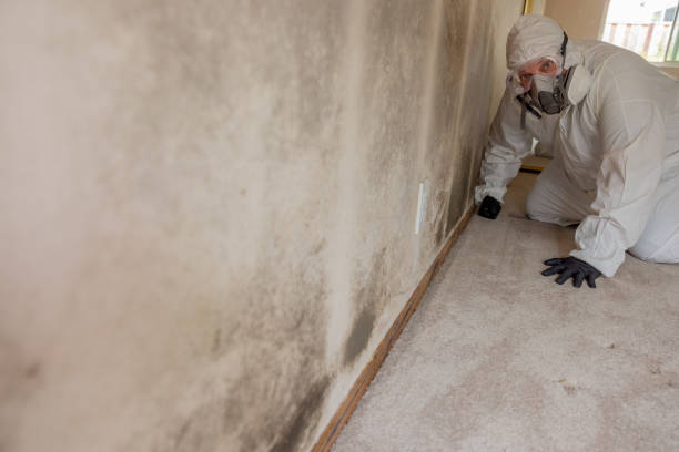 Environmental Consulting for Mold Prevention in Buzzards Bay, MA